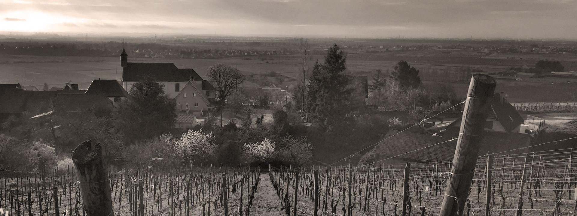 Vineyard of Alsace wines Pernet et Fils in Dambach-la-ville in the Bas-Rhin, along the wine road
