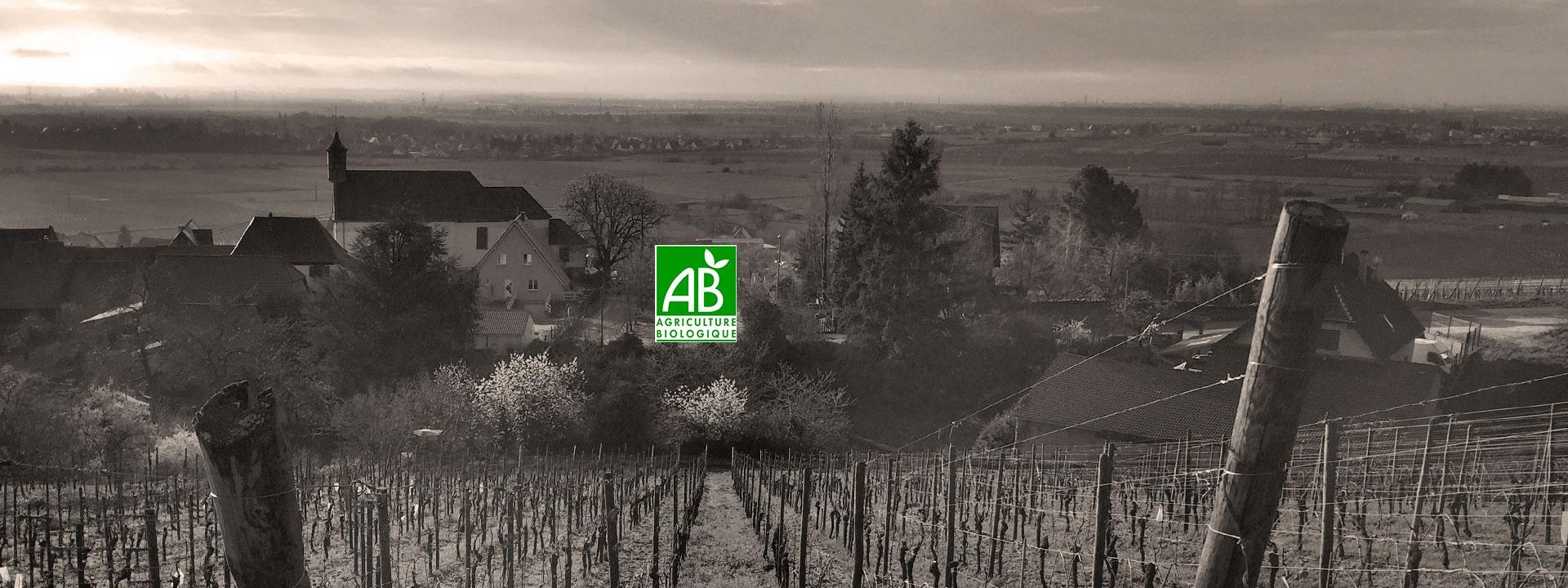 Vineyard of Alsace wines Pernet et Fils in Dambach-la-ville in the Bas-Rhin, along the wine road